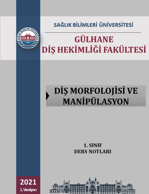 DİŞ MORFOLOJİSİ VE MANİPÜLASYON