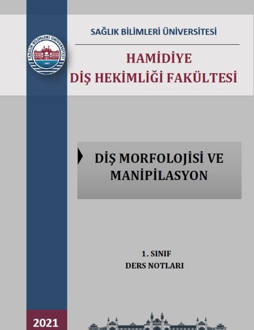 Diş Morfolojisi ve Manipilasyon 1. Sınıf Ders Notları